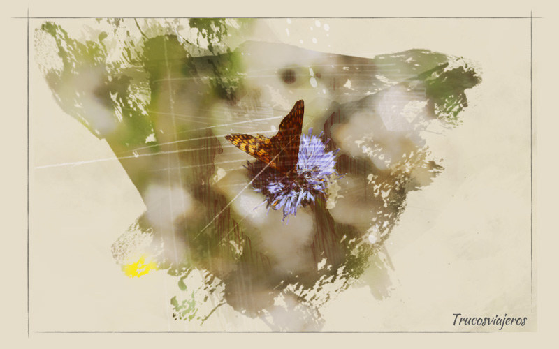 mariposas galicia
